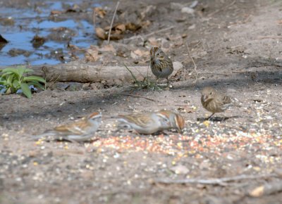 37neals 757lincolnsSparrowChipping.jpg