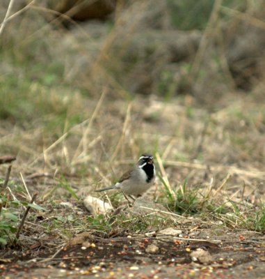 38Neals 002blackthroatedsparrow.jpg