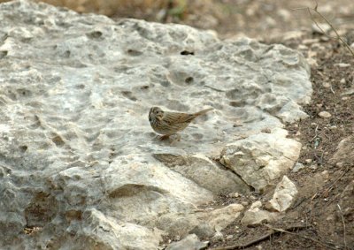 38Neals 043lincolnsSparrow.jpg