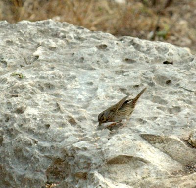 38Neals 044lincolns sparrow.jpg