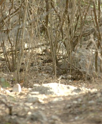 38Neals 047whitethroatedsparrow.jpg
