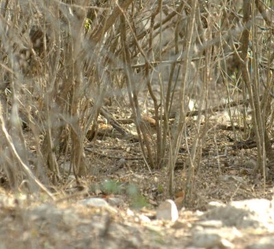 38Neals 048whtthroatedsparrow.jpg