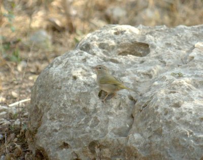 38Neals 054olivesSparrow.jpg