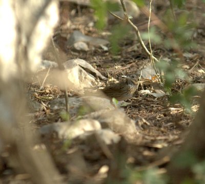 38Neals 062lincolnssparrow.jpg