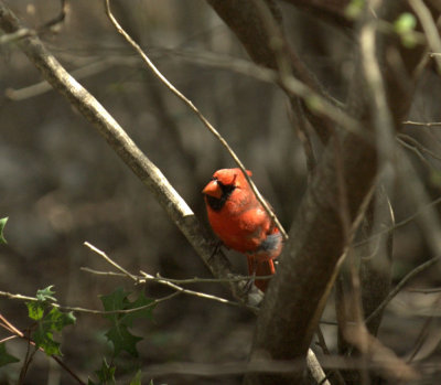 38Neals 064ncardinal.jpg