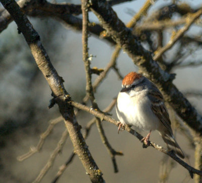 310Neals 018chippingSparrow.jpg