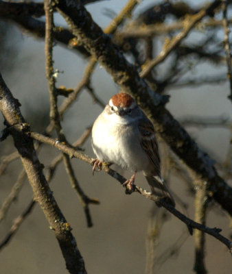 310Neals 019chippingSparrow.jpg