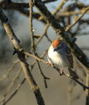 310Neals 020chippingSparrow.jpg