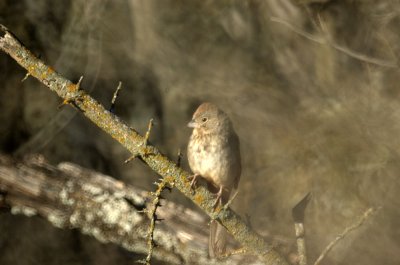 310Neals 021CanyonTowhee.jpg
