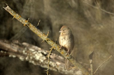 310Neals 022CanyonTowhee.jpg