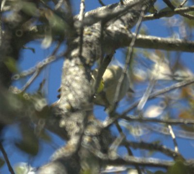 310Neals 098huttonsVireo.jpg