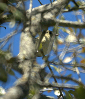 310Neals 099HuttonsVireo.jpg