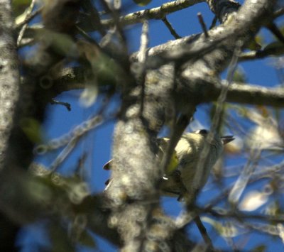 310Neals 100huttonsVireo.jpg