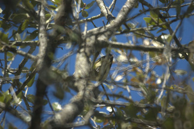 310Neals 101huttonsVireo.jpg