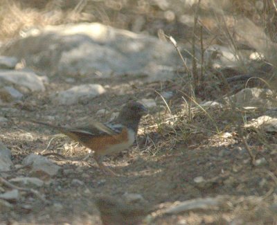 310Neals 147spottedTowhee.jpg