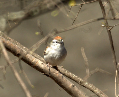 310Neals 167chippingsparrow.jpg