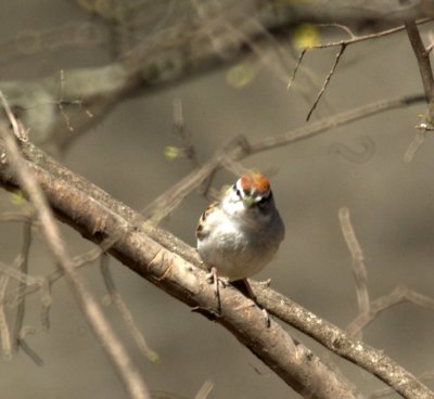 310Neals 168chippingSparrow.jpg