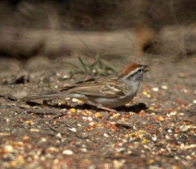 310Neals 169chippingSparrow.jpg