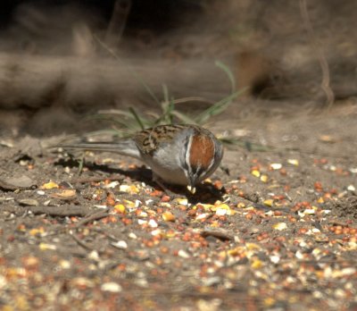 310Neals 175chippingsparrow.jpg