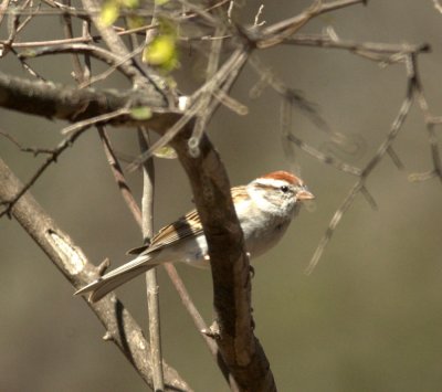 310Neals 194chippingsparrow.jpg