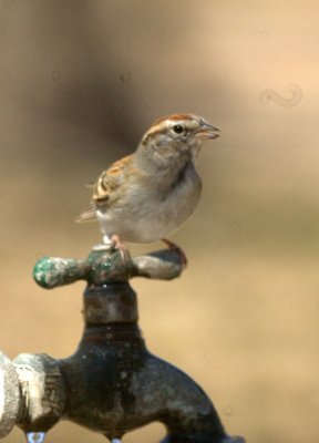 310Neals 195chippingsparrow.jpg