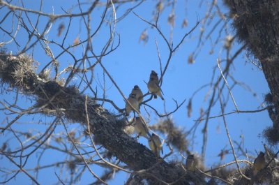 311neals 035cedarwaxwings.jpg