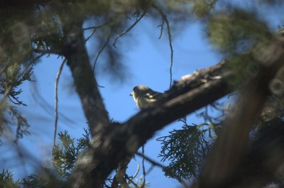 311neals 045huttonsvireo.jpg