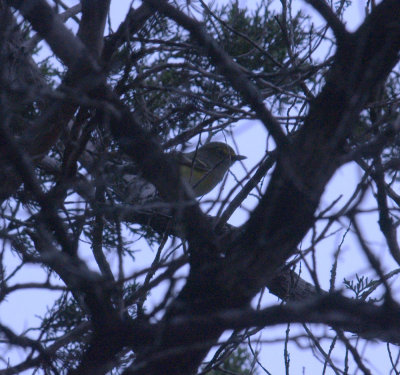 312nealsCooks 054huttonsvireo.jpg