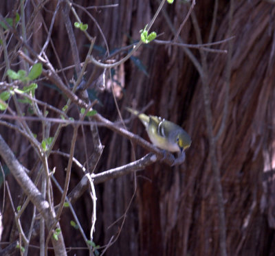 312nealsCooks 089whiteeyedvireo.jpg