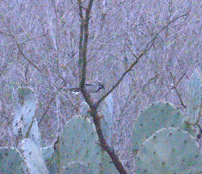 313neals 217blackthroatedsparrow.jpg