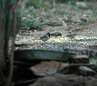 318Neals 002blackthroated.jpg
