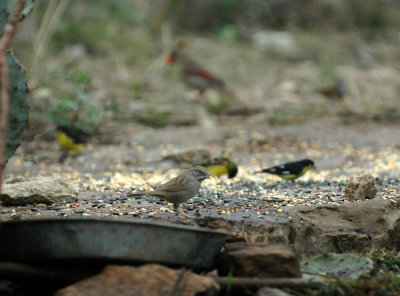 318Neals 022rufouscrownedsparrow.jpg