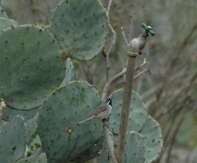 319nealscooks 009blackthroated.jpg