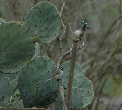 319nealscooks 010blackthroated.jpg