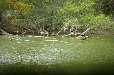 Cook's Slough Spring 2011