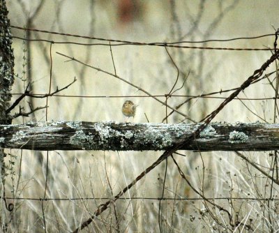 319nealscooks 091grasshoppersparrow.jpg