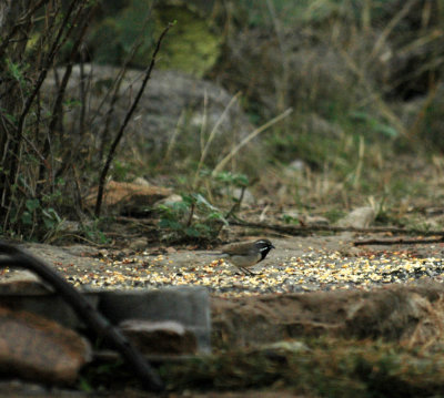 320neals 011blackthroated.jpg