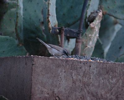 323neals 106blackthroatedsparrow.jpg