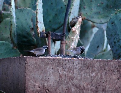 323neals 110blackthroatedsparrow.jpg