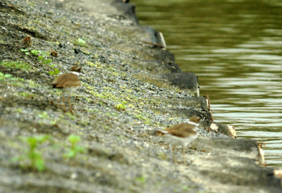 325nealscooks 041killdeer.jpg