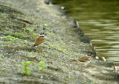 325nealscooks 042killdeer.jpg
