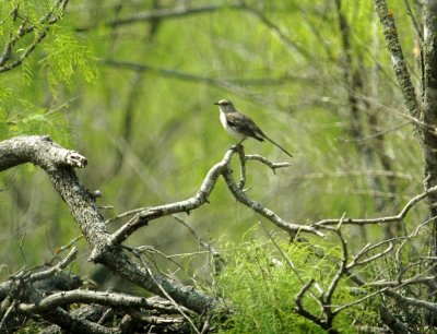 325nealscooks 061mockingbird.jpg