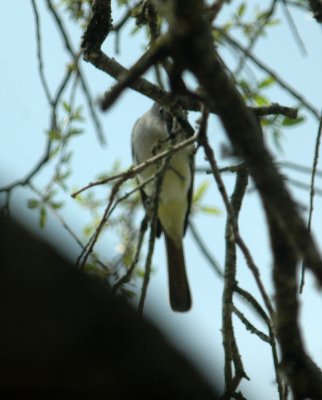 325nealscooks 065greatcrestedflycatcher.jpg