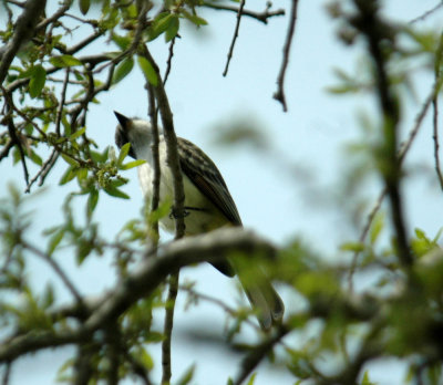 325nealscooks 066greatcrestedflycatcher.jpg