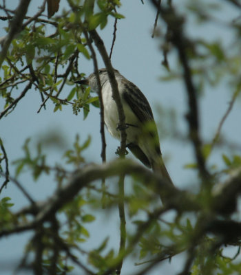 325nealscooks 068greatcrestedflycatcher.jpg
