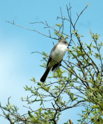 325nealscooks 069greatcrestedflycatcher.jpg