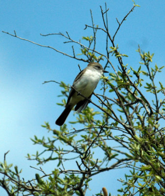 325nealscooks 070greatcrestedflycatcher.jpg
