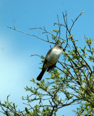 325nealscooks 071greatcrestedflycatcher.jpg