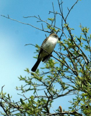 325nealscooks 072greatcrestedflycatcher.jpg