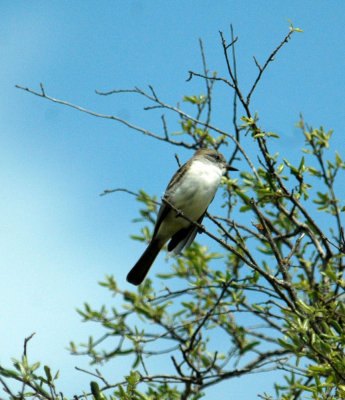 325nealscooks 073greatcrestedflycatcher.jpg